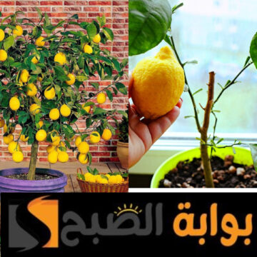 مش هتشتريه تاني … كيفية زرع الليمون في المنزل وبدون تكلفة