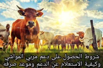 شروط الحصول على دعم مربي المواشي وكيفية الاستعلام عن الدعم وموعد صرفه