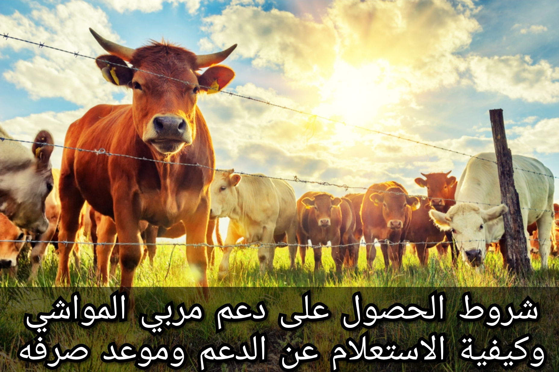شروط الحصول على دعم مربي المواشي وكيفية الاستعلام عن الدعم وموعد صرفه 5 شروط الحصول على دعم مربي المواشي وكيفية الاستعلام عن الدعم وموعد صرفه