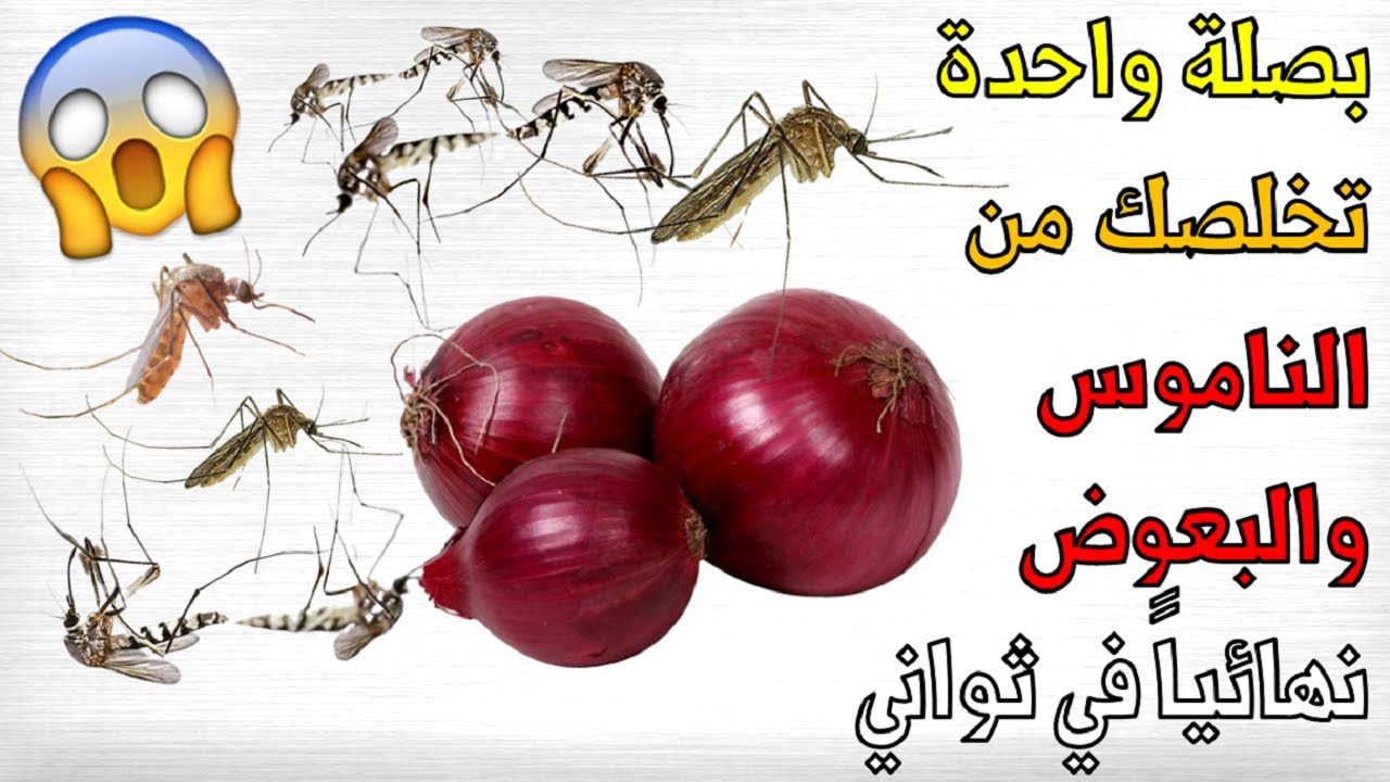 ببصله واحده ومسمار وداعا للصراصير والنمل والناموس وصفه خطيرة وفعالة