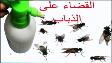 وداعا لللذباب.. وصفات طبيعية لطرد الذباب من المنزل القضاء علىه نهائيا بدون أي تكلفة مادية تخلصى من الحشرات الطائرة بدون مبيدات