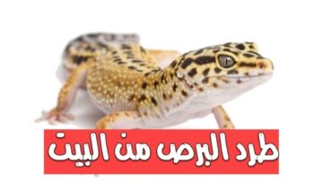 طرد البرص أو الوزغ من المنزل نهائيا بدون لمس ولا كيماويات بطريقة فعالة ومجربة