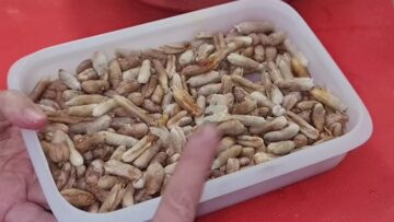 ضاع عمرنا بنرميه.. لو عندك نواه التمر (البلح) اوعي تستغني عنه تاني شوفي هتعملي بيه ايه اختراع رهيب