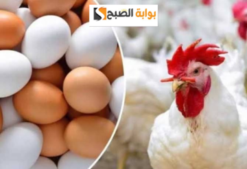 رايحة على فين يا فراخ تاني.. مفاجأة غير متوقعة في أسعار الدواجن في مصر اليوم الثلاثاء 9 يناير 2024