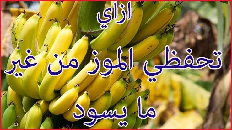 خزنيه لرمضان هيفضل معاكي طازه.. مكون رهيب لتخزين الموز لفترات طويلة بدون ما لونه يتغير ويسودّ منك 3 خزنيه لرمضان هيفضل معاكي طازه.. مكون رهيب لتخزين الموز لفترات طويلة بدون ما لونه يتغير ويسودّ منك