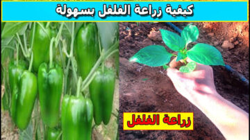 خطوات زراعة الفلفل الأخضر بأنواعه في المنزل.. وفري فلوسك لجوزك!!