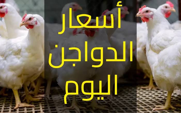 ارتفاع جديد في اسعار الدواجن البيضاء اليوم الثلاثاء 30 يناير 2024 6 ارتفاع جديد في اسعار الدواجن البيضاء اليوم الثلاثاء 30 يناير 2024