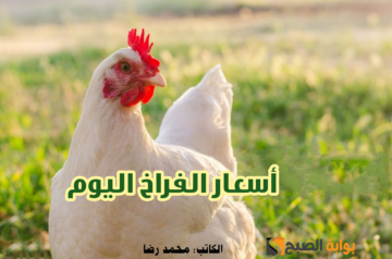 وصل كام كيلو الفراخ… إليكم أسعار الدواجن اليوم الجمعة 19 يناير 2024 في المزرعة والمجمعات الاستهلاكية!!