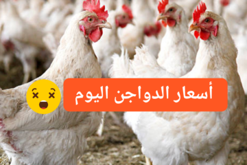 بكام الفرخة البيضاء.. ارتفاع أسعار الدواجن اليوم الأحد 28 يناير 2024 في الأسواق ومفاجأة في سعر الكتكوت!!