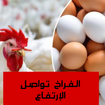 الفراخ بكام النهارده.. مفاجأة غير متوقعة في أسعار الفراخ اليوم الاثنين 29 يناير 2024