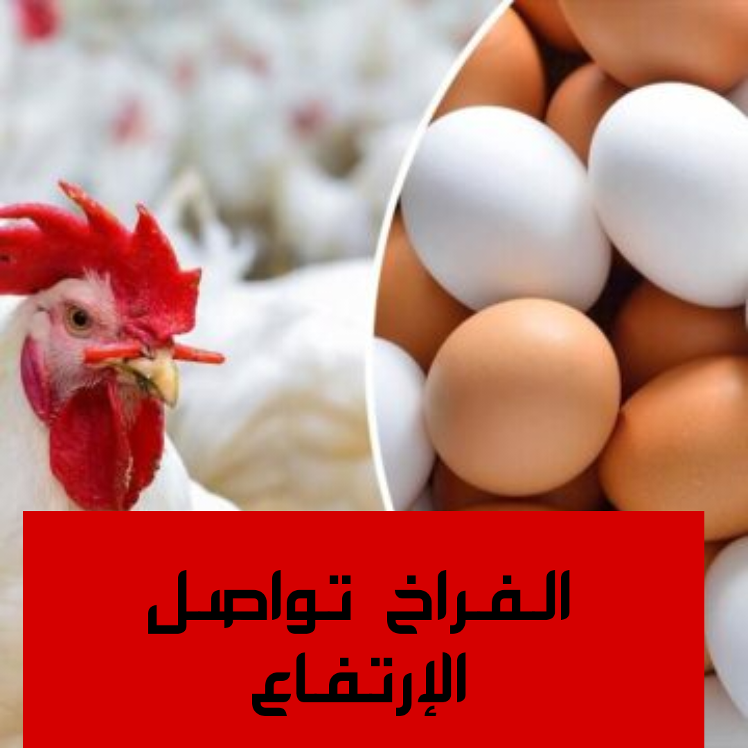 الفراخ بكام النهارده.. مفاجأة غير متوقعة في أسعار الفراخ اليوم الاثنين 29 يناير 2024 3 الفراخ بكام النهارده.. مفاجأة غير متوقعة في أسعار الفراخ اليوم الاثنين 29 يناير 2024