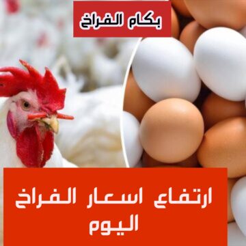 “بكام الفراخ النهارده”.. ارتفاع في أسعار الفراخ اليوم الثلاثاء 30 يناير 2024 .. رايحة على فين تاني!!