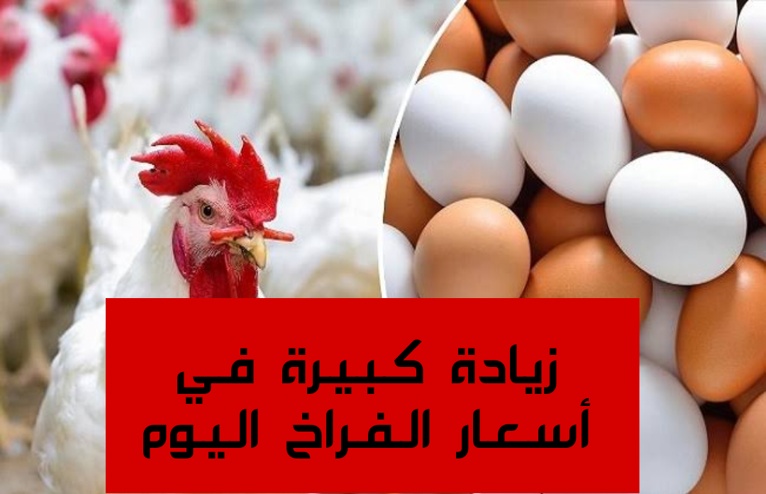 «بكام الفراخ النهاردة».. مفاجأة غير متوقعة في اسعار الفراخ والبيض اليوم الاربعاء 31 يناير 2024 6 «بكام الفراخ النهاردة».. مفاجأة غير متوقعة في اسعار الفراخ والبيض اليوم الاربعاء 31 يناير 2024