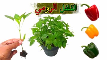 طريقة زراعة الفلفل الأخضر في البيت من البذور بأقل التكاليف وبخطوات سهلة وبسيطة