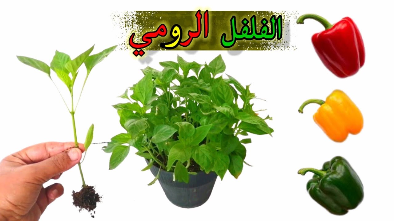 طريقة زراعة الفلفل الأخضر في البيت من البذور بأقل التكاليف وبخطوات سهلة وبسيطة 5 طريقة زراعة الفلفل الأخضر في البيت من البذور بأقل التكاليف وبخطوات سهلة وبسيطة