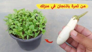 بأقل التكاليف.. طريقة زراعة الباذنجان في البيت من ثمرة باذنجان في الثلاجه من البداية حتى الحصاد