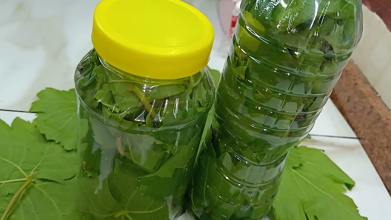 طريقة تخزين ورق العنب في البرطمان لمدة سنة بدون تغير في اللون أو الطعم