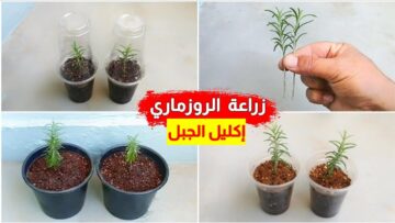 وفري فلوسك ومتشتريهوش تاني .. طريقة زراعة الروزماري في البيت للمبتدئين بسهولة