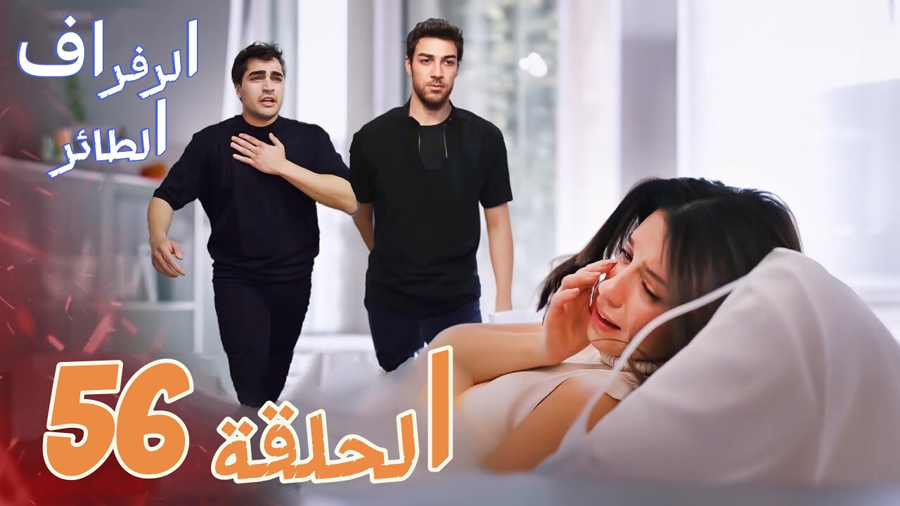 مسلسل طائر الرفراف الحلقة 56 خيوط القصة تتشابك والتوتر يصل إلى ذروته 5 مسلسل طائر الرفراف الحلقة 56 خيوط القصة تتشابك والتوتر يصل إلى ذروته