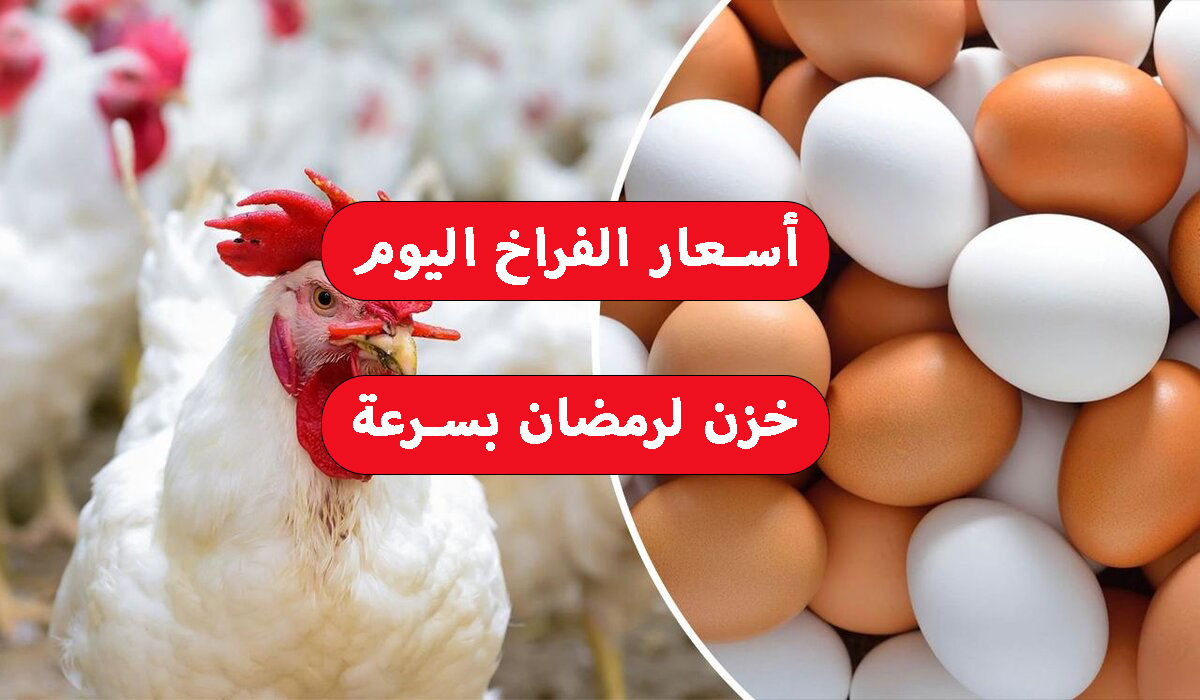خزن بسرعة لرمضان.. أسعار الفراخ اليوم في الأسواق والبورصة تغير في السعر يضرب السوق 2024