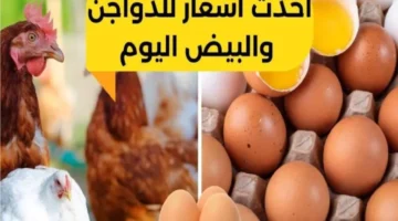أسعار الفراخ والبيض اليوم الأربعاء 25 أكتوبر 2023 800x500 1