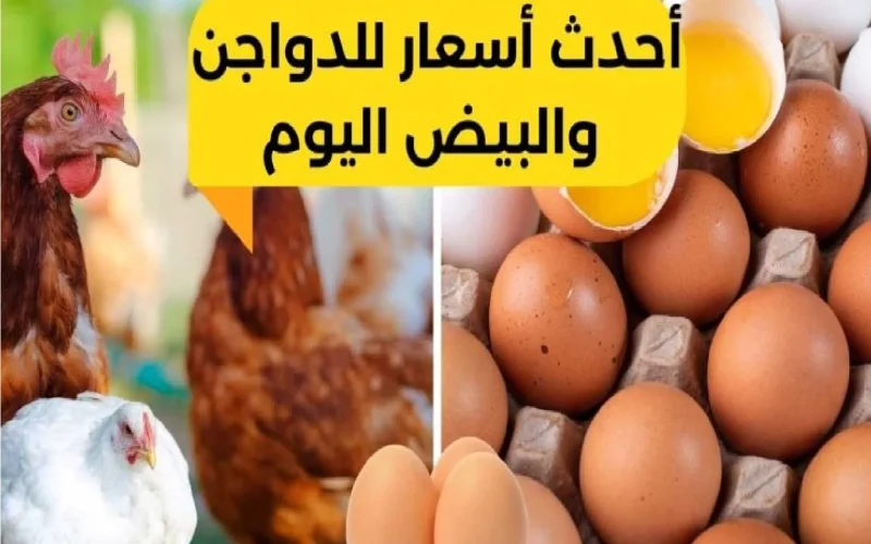 ياترى الكيلو بكام.. أسعار الدواجن اليوم السبت 27 يناير 2024 في الأسواق بكم كرتونة البيض 5 ياترى الكيلو بكام.. أسعار الدواجن اليوم السبت 27 يناير 2024 في الأسواق بكم كرتونة البيض