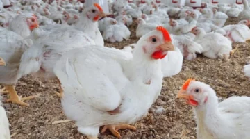 أسعار بورصة الدواجن