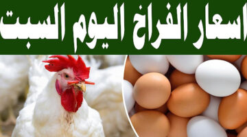 ارتفاع أسعار بورصة الدواجن