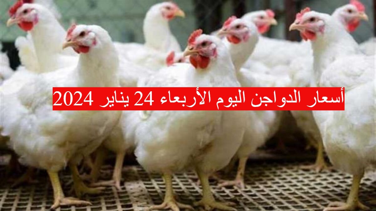 كل يوم بسعر مختلف..أسعار الدواجن اليوم الأربعاء 24 يناير 2024