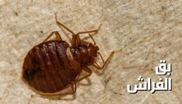 إزاي تتخلصي من بق الفراش نهائياً برشه واحدة من هذه الوصفة السحرية