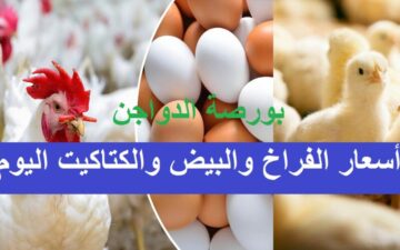 أسعار بورصة الدواجن اليوم الجمعة 12/1/2024 في بداية التعاملات الصباحية.. “فراخ وكتاكيت”