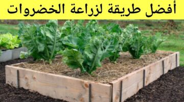خضروات يمكن زراعتها في المنزل