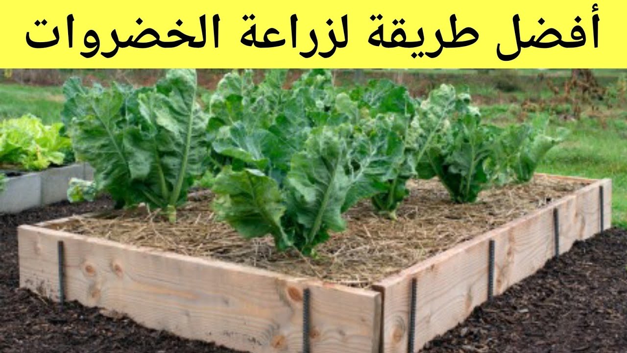 5 خضروات يمكن زراعتها في المنزل بأقل مجهود " خليكي ست بيت شاطرة ووفري لجوزك" 5 5 خضروات يمكن زراعتها في المنزل بأقل مجهود ” خليكي ست بيت شاطرة ووفري لجوزك”