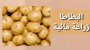 ” غليت برا متيأسيش وازرعيها في بيتك” .. خطوات زراعة البطاطس بدون تربة” الزراعة المائية”