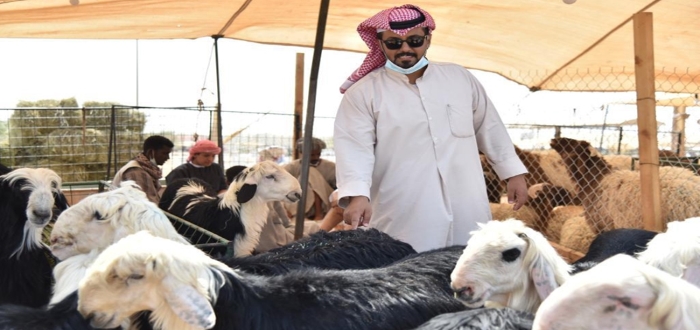 ما شروط الحصول علي دعم مربي المواشي وخطوات التقديم 1445؟ 5 ما شروط الحصول علي دعم مربي المواشي وخطوات التقديم 1445؟