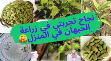 زراعة الحبهان