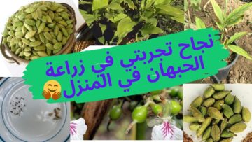 ” على سطح بيتك ازرعي توابل مطبخك” طريقة زراعة الحبهان في المنزل أغلى التوابل في العالم