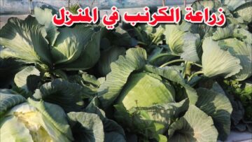” عزومة رمضان متحلاش من غيره”.. طريقة زراعة الكرنب في المنزل من البذور حتى الحصاد