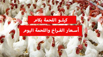 سعر الفراخ وأسعار اللحوم 1