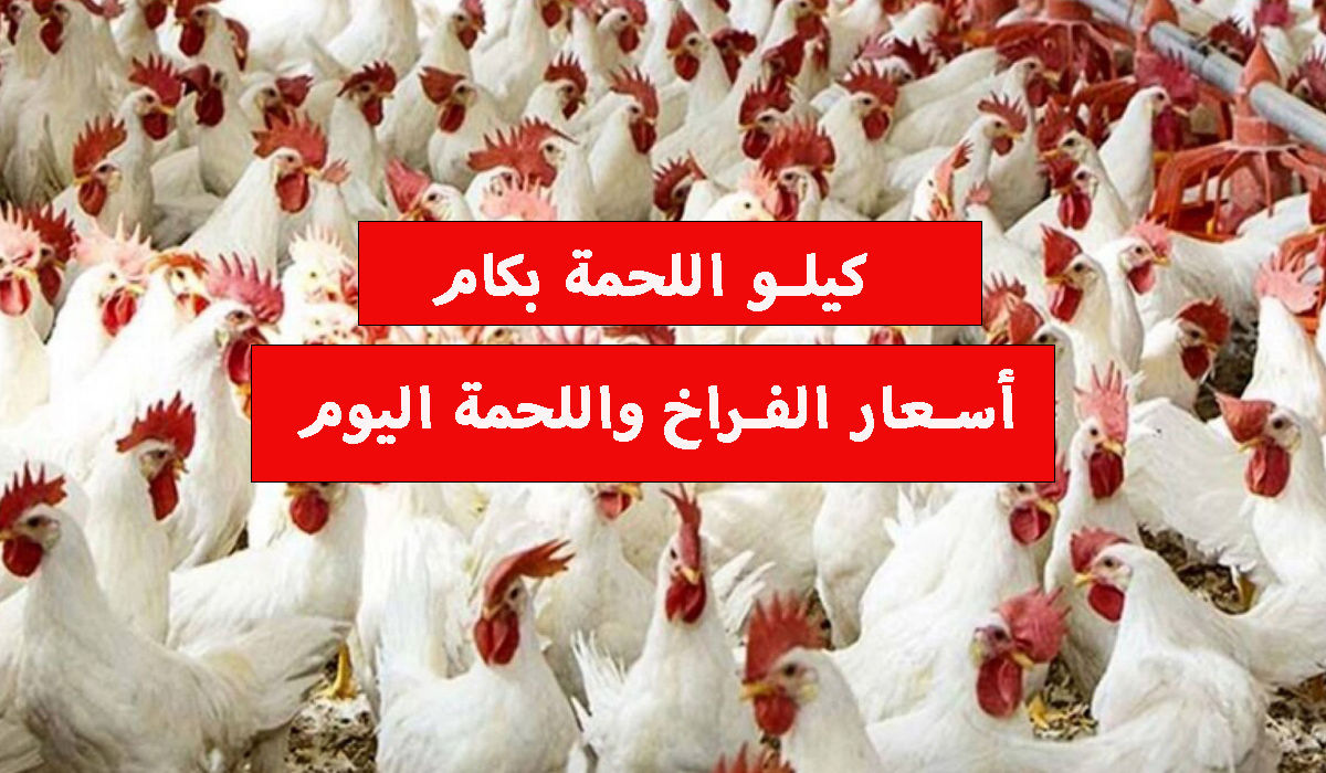 الحق اشتري.. انخفاض جديد في سعر الفراخ اليوم وما هي أسعار اللحوم في منافذ وزارة الزراعة 2024؟