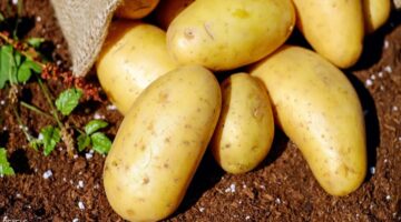طريقة تجميد البطاطس طوال السنة 3