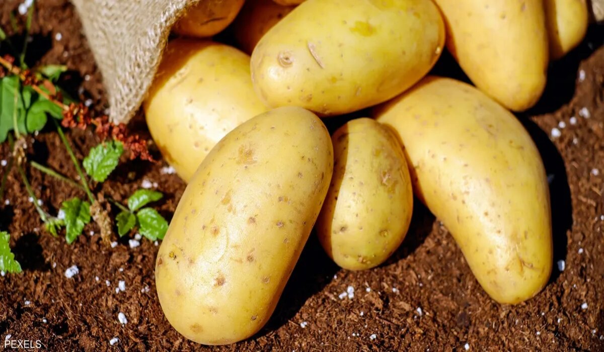 طريقة تجميد البطاطس طوال السنة في 5 خطوات أهم الأمور والخطوات التي يجب اتباعها 5 طريقة تجميد البطاطس طوال السنة في 5 خطوات أهم الأمور والخطوات التي يجب اتباعها