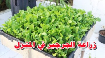 طريقة زراعة الجرجير بالمنزل