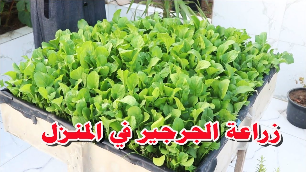 هتزرعي وتحصدي خلال أيام .. طريقة زراعة الجرجير بالمنزل من البذرة للحصاد 5 هتزرعي وتحصدي خلال أيام .. طريقة زراعة الجرجير بالمنزل من البذرة للحصاد