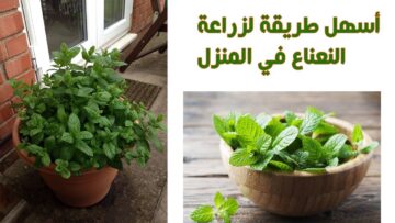 انعشي يومك من شرفتك إلى كوب شايك واستمتعي برائحة النعناع الطازجة وتعرفي طريقة زراعته