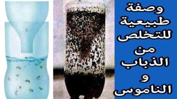 طريقة عمل مصيدة للذباب والناموس من غير مبيد ولا أقراص