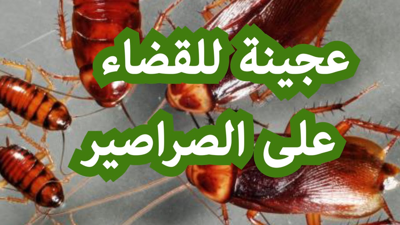 طريقة عمل عجينة الصراصير السحرية للتخلص من جميع الحشرات والنمل نهائيا 5 طريقة عمل عجينة الصراصير السحرية للتخلص من جميع الحشرات والنمل نهائيا