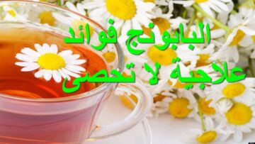 فوائد زهرة البابونج الصحية واستخدماتها العلاجية … زهرة علاجية من الدرجة الأولي