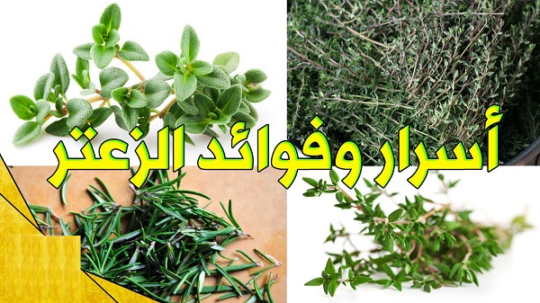 فوائد الزعتر على الريق كوب واحد يوميا وقل وداعا للأمراض 5 فوائد الزعتر على الريق كوب واحد يوميا وقل وداعا للأمراض