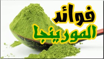 عشبه الشباب الدائم إكسير الحياة تعرف علي سحر المورينجا وما تفعله لصحتك